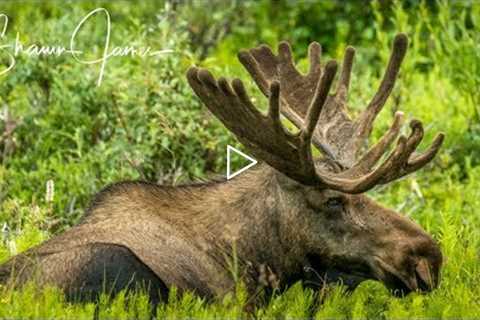 Big Bull Moose in Alaska