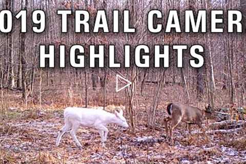 My Favorite Trail Camera Pictures of 2019