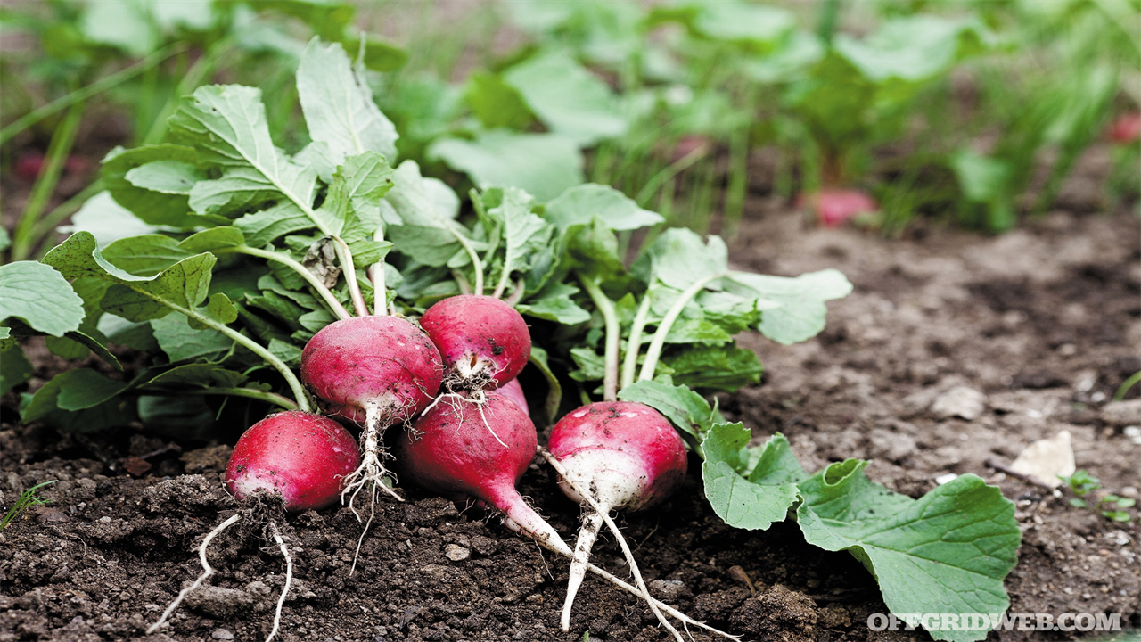 Book Review – “Sustainable Food Gardens: Myths & Solutions”