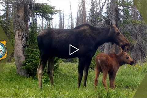 Wyoming Wildlife - Trail Cam Footage Compilation