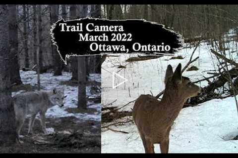 Trail Camera March 2022 Compilation (Ottawa, Ontario Canada)