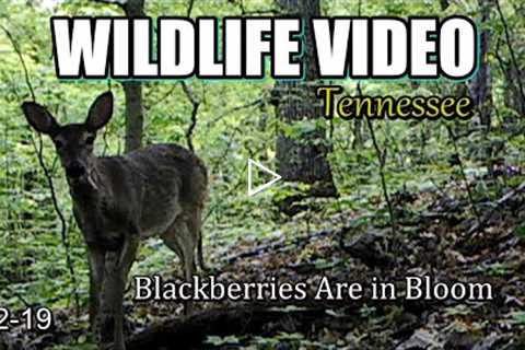 Real Wildlife Video 22-19 from Trail Cameras in the Tennessee Foothills of the Great Smoky Mountains