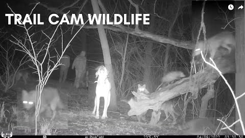 Wildlife Trail Cam Footage Compilation