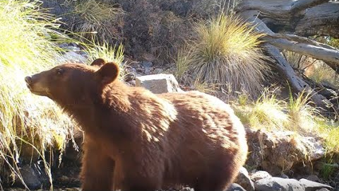 Sky Island Serenity: Trail Camera Videos of Arizona Wildlife