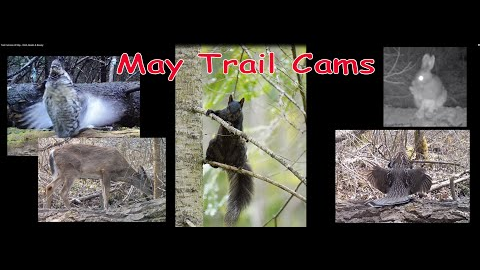 Trail Cameras of May - Birds, Beasts & Beauty
