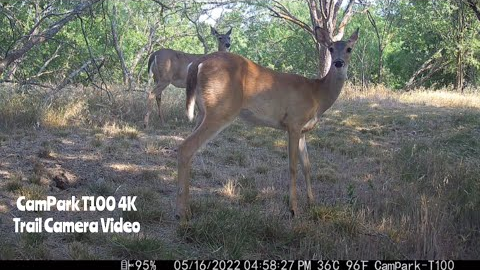 -CamPark T100 4K Trail Camera Video May 8-22, 2022