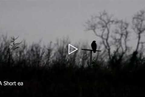Short eared owl on trail camera in Ireland