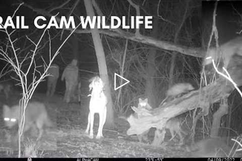 Wildlife Trail Cam Footage Compilation