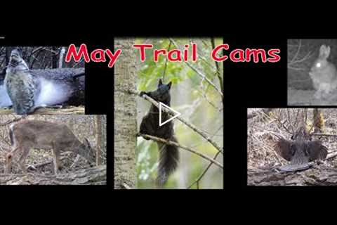 Trail Cameras of May - Birds, Beasts & Beauty
