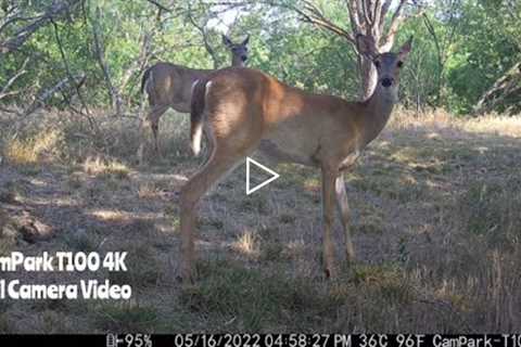 -CamPark T100 4K Trail Camera Video May 8-22, 2022