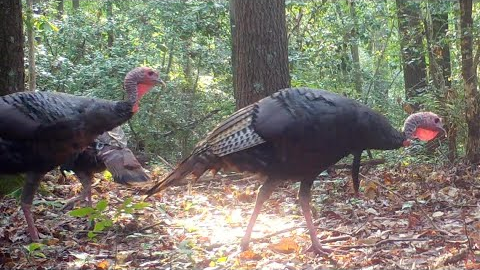 Compilation - 2021 - Two Months Of Trail Camera Videos - wild turkeys, bucks - Aug 1 - Sept 30