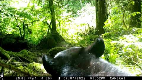 Bear cubs maul trail camera 2022