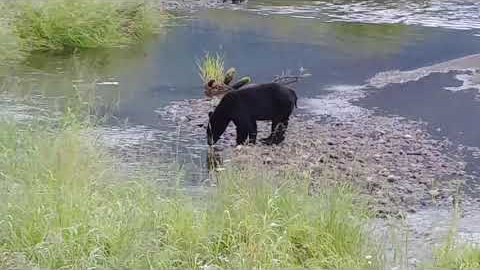 Running Bear Fishing!  Alaskan Wildlife - Juneau, Alaska