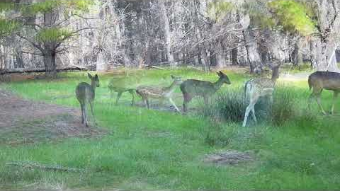 Rutting fallow buck caught on trail camera during rut.