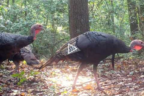 Compilation - 2021 - Two Months Of Trail Camera Videos - wild turkeys, bucks - Aug 1 - Sept 30
