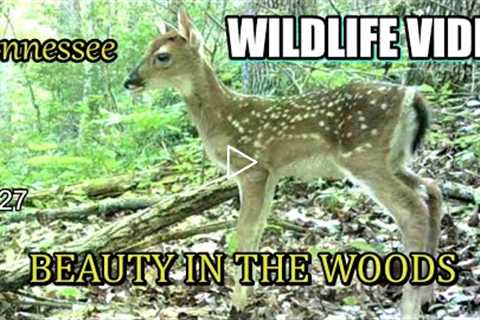 Narrated Wildlife Video 22-27 from Trail Cameras in the Tennessee Foothills of the Smoky Mountains