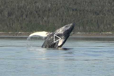 Amazing Whales and Sea Lions in Saginaw Channel!  Juneau, Alaska!