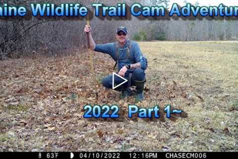 Maine Wildlife Trail Cam Adventures - 2022 Part 1