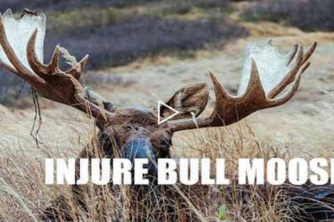 BABY SITTING A BULL MOOSE | WILDLIFE PHOTOGRAPHY