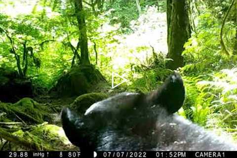 Bear cubs maul trail camera 2022