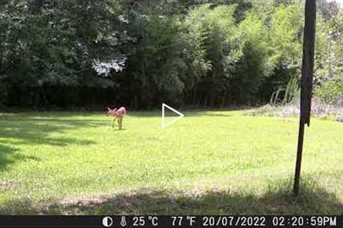 Fullife Trail Cam....$40 on Amazon