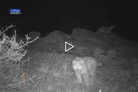 Trail cam records young mountain lion practicing stalking skills