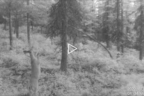 Trail Camera Video July 29, 2022