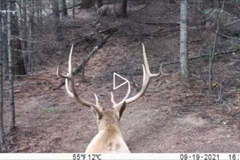 Trail Camera Video Oct 10, 2021