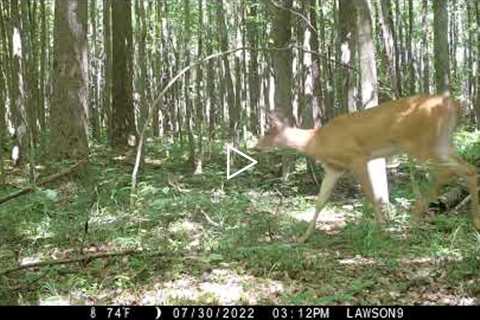 Michigan Trail Camera Critters 073022