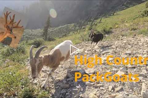 I Took My Packgoats To Set Trail Cameras