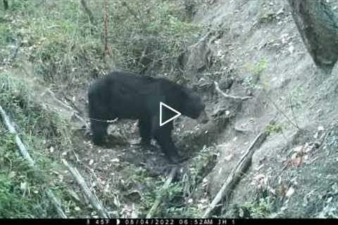 The Sink- Video Series of a Waterhole on Trail Camera in the Oregon Woods, Episode 1