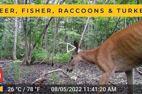 One Week at a Vernal Pool: Part 6 (Trail Cam Videos)