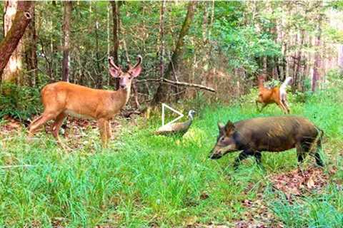 Summertime in the Woods: Trail Cam Videos Summer 2022