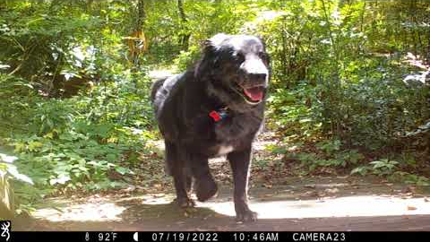 Backyard Trail Camera, Front Bridge, 2022