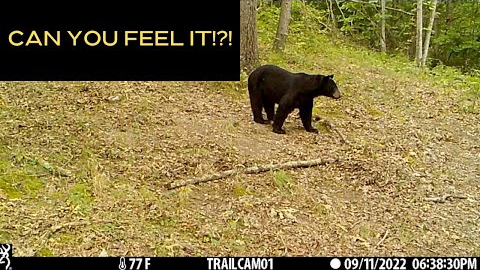 The Best Trail Camera 2022 Tuesdays! (EP 5)Fall Is Near!