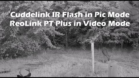 Trail Camera Click and IR Flash Spooks Buck While a 2nd Camera in Video Mode Captures His Reaction