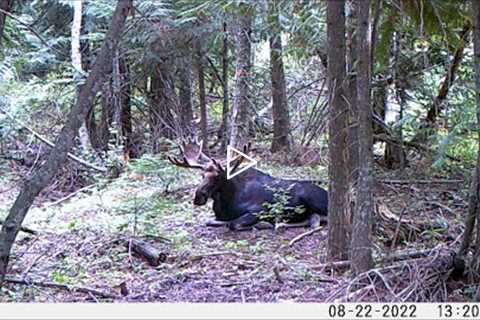 Trail Camera Video Sept 9, 2022