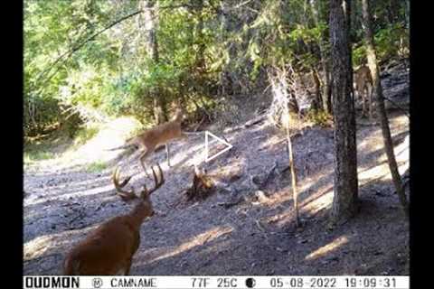 Trail Camera Video Sept 15, 2022