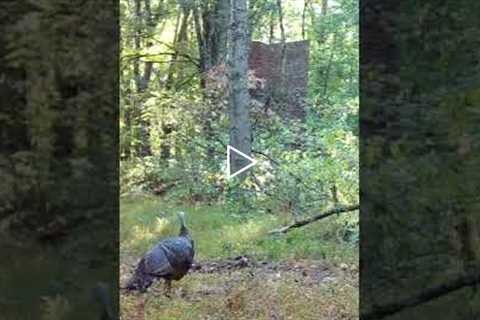 Trail Camera: Crazy Turkey!!!