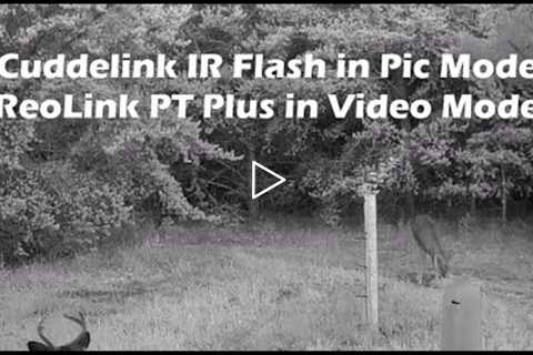 Trail Camera Click and IR Flash Spooks Buck While a 2nd Camera in Video Mode Captures His Reaction