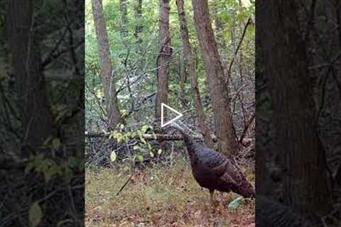 Trail Camera: Curious Turkey!!!