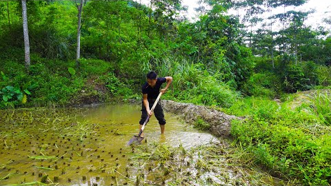 Survival Skills In The Rainforest, Bushcraft Survival, Primitive skills - Farm Building