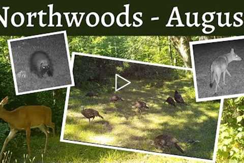 Trail Cam Videos - Wildlife in Marinette County (August - Part 1)