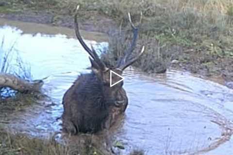 Sambar Deer Game Camera footage