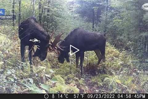 Video: Bull moose caught sparring on trail camera in New Hampshire