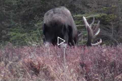 Alaskan Bull Moose