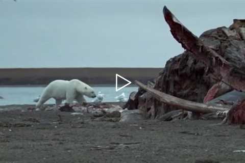 Polar Bears Feast On Dead Whale  | Wild Alaska | BBC Earth