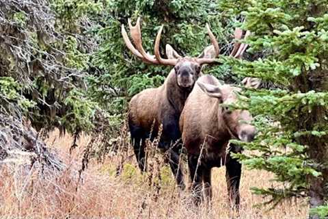 Moose Rut: Hot Cow has Bull Going in Circles