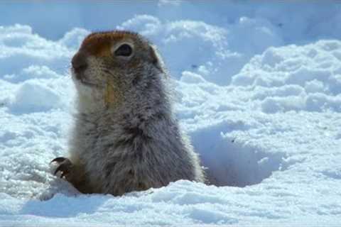 How an Arctic Squirrel Survives Winter | Wild Alaska | BBC Earth