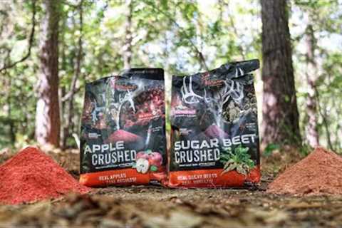 Trail Camera: Crushed Apple VS Crushed Sugar Beets Deer Attractant